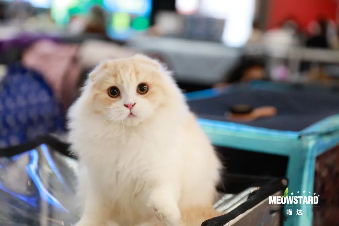 WCCF喵达杯‖国际纯种猫品鉴赛西南首场-成都站来啦!